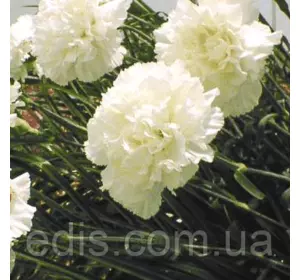 Гвоздика Шабо біла 0,1 г, насіння Яскрава Гвоздика Шабо біла 0,1 г, насіння Яскрава