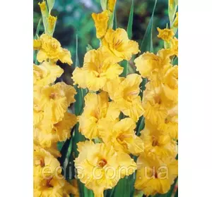 Гладіолус гофрований Hayfork 3 шт./уп. Гладіолус гофрований Hayfork 3 шт./уп.