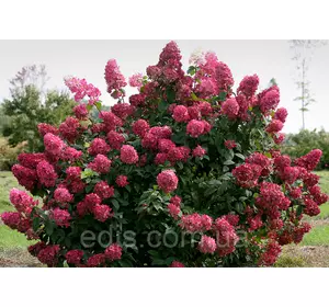 Гортензія волотиста Wim's Red (Вимс Ред) Гортензія волотиста Wim's Red (Вимс Ред)