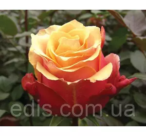 Троянда Черрі-Бренді (Cherry Brandy) чайно-гібридна Троянда Черрі-Бренді (Cherry Brandy) чайно-гібридна