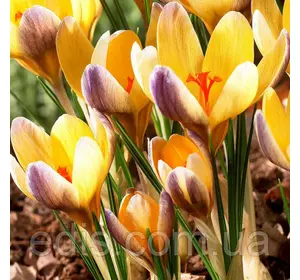 Крокус ботанічний Advance (Эдвенс) 5 цибулин Крокус ботанічний Advance (Эдвенс) 5 цибулин