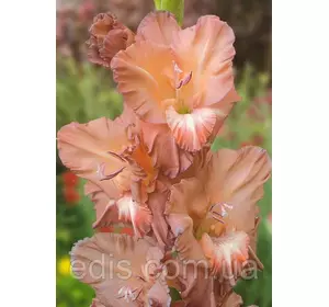 Гладіолус Chocolate 3 шт./уп., великоквітковий Гладіолус Chocolate 3 шт./уп., великоквітковий