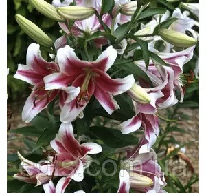 Лілія гігант Candy Club (Кенді Клаб) 1 цибулина 12/14 Лілія гігант Candy Club (Кенді Клаб) 1 цибулина 12/14