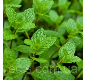 М'ята коктейльна Мохіто, кореневище М'ята коктейльна Мохіто, кореневище