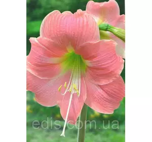 Гіппеаструм простий Faro / Фаро / 1 цибулина 24/26 Гіппеаструм простий Faro / Фаро / 1 цибулина 24/26