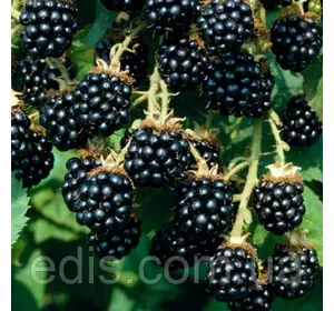 Ожина Тріпл Краун (Triple Crown) середньопізня Ожина Тріпл Краун (Triple Crown) середньопізня