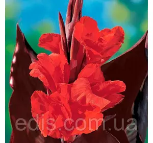 Канна темнолиста Red King Humbert Канна темнолиста Red King Humbert