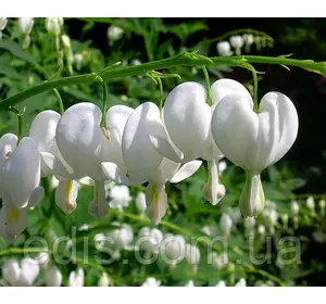 Дицентра біла (Розбите серце) кореневище А Дицентра біла (Розбите серце) кореневище А