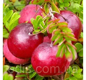 Журавлина Стівенс Журавлина Стівенс