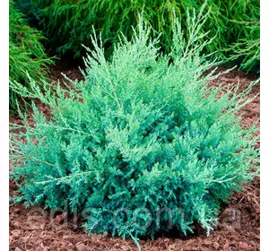 Ялівець козацький Glauca (Глаука) у контейнері 2 л Ялівець козацький Glauca (Глаука) у контейнері 2 л