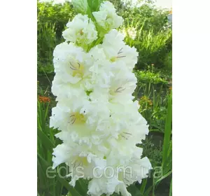 Гладіолус гофрований Snowy Frizzle 3 шт./уп. Гладіолус гофрований Snowy Frizzle 3 шт./уп.