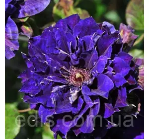 Клематис Shin-shigyoku (Шін-Шігуоку) Клематис Shin-shigyoku (Шін-Шігуоку)