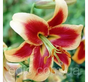 Лілія OT гібрид Red Morning 1 цибулина 12/14 Лілія OT гібрид Red Morning 1 цибулина 12/14