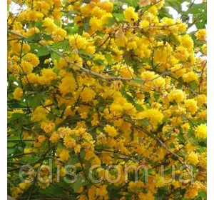 Керрія Японська (Пасхальна троянда) 2-річні саджанці в контейнері Р9 Керрія Японська (Пасхальна троянда) 2-річні саджанці в контейнері Р9