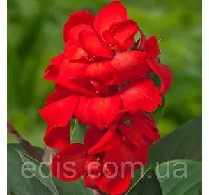 Канна низькоросла Happy Carmen Канна низькоросла Happy Carmen