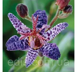 Орхідея садова Трициртис Blue Wonder у контейнері Орхідея садова Трициртис Blue Wonder у контейнері