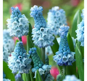 Мускарі Azureum (Лазурний) цибулини 5 шт./уп. Мускарі Azureum (Лазурний) цибулини 5 шт./уп.
