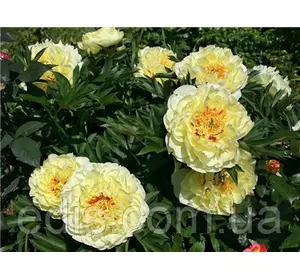 Півонія ІТО Yellow Heaven (Єллоу Хевен) кореневище Півонія ІТО Yellow Heaven (Єллоу Хевен) кореневище