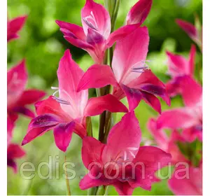 Гладіолус nanus Vulcano (Вулкано) мініатюрний 10/12, 3 цибулини/пач. Гладіолус nanus Vulcano (Вулкано) мініатюрний 10/12, 3 цибулини/пач.