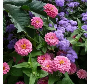 Цинія багатоквіткова Ліліпут рожева 0,5 г, насіння Яскрава Цинія багатоквіткова Ліліпут рожева 0,5 г, насіння Яскрава