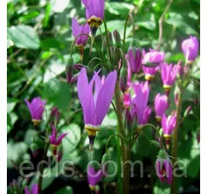 Додекатеон Queen Victoria (Королева Вікторія) в контейнері Додекатеон Queen Victoria (Королева Вікторія) в контейнері