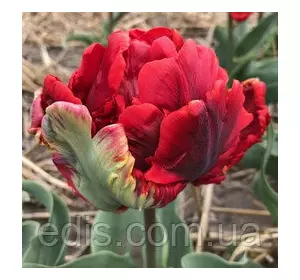 Тюльпан махровий папуговий Rococo Double (Рококо Дабл) 3 цибулини Тюльпан махровий папуговий Rococo Double (Рококо Дабл) 3 цибулини