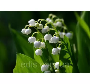 Конвалія біла 3 шт. Конвалія біла 3 шт.