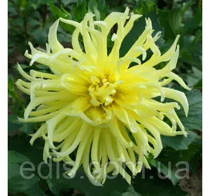 Жоржина кактусова Star Spectacle Жоржина кактусова Star Spectacle