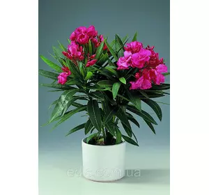 Олеандр жовтий махровий (Crimson Star) Крімсон Стар кімнатна рослина Олеандр жовтий махровий (Crimson Star) Крімсон Стар кімнатна рослина