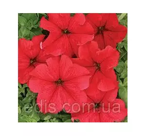 Петуния гигантская Ласка F1, 10 семян-драже, серия PREMIUM ТМ Яскрава Петуния гигантская Ласка F1, 10 семян-драже, серия PREMIUM ТМ Яскрава