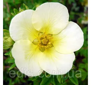 Перстач Limelight (Лайм лайт) у контейнері 2 л Перстач Limelight (Лайм лайт) у контейнері 2 л