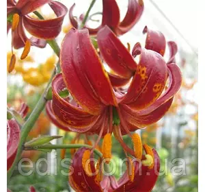 Лілія Мартагон Claude Shride 1 цибулина 12/14 Лілія Мартагон Claude Shride 1 цибулина 12/14