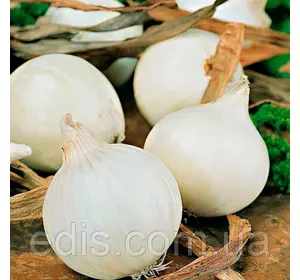 Цибулю севок White Globe (Вайт Глоуб) 8/16 0,5 кг Цибулю севок White Globe (Вайт Глоуб) 8/16 0,5 кг