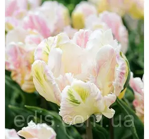 Тюльпан папуговий Libretto Parrot (Лібрето Перрот) 3 цибулинки 11/12 Тюльпан папуговий Libretto Parrot (Лібрето Перрот) 3 цибулинки 11/12