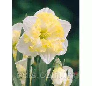 Нарцис розрізнокорончатий Printal 2 цибулини Нарцис розрізнокорончатий Printal 2 цибулини