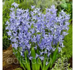 Гіацинт багатоквітковий Blue Festival 1 цибулина (калібр 16/17 - великий) Гіацинт багатоквітковий Blue Festival 1 цибулина (калібр 16/17 - великий)