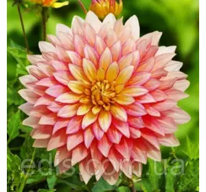 Жоржина низькоросла Extase Жоржина низькоросла Extase