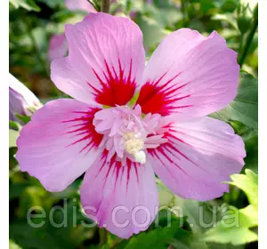 Гібіскус сирійський махровий Maike (Майке) Гібіскус сирійський махровий Maike (Майке)