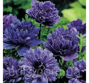 Анемона корончаста махрова Lord Lieutenant (Лорд Лейтенант) 5 бульб/уп. Анемона корончаста махрова Lord Lieutenant (Лорд Лейтенант) 5 бульб/уп.