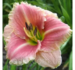 Лілейник Little Anna Rosa кореневище Лілейник Little Anna Rosa кореневище