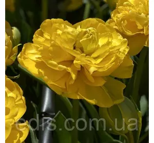 Тюльпан Yellov Pomponnette (Єллоу Помпонетт) махровий пізній 3 цибулини Тюльпан Yellov Pomponnette (Єллоу Помпонетт) махровий пізній 3 цибулини