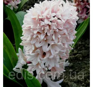 Гіацинт Apricot Passion (Епрікот пэшн) 1 цибулина (калібр 14/15 - великий) Гіацинт Apricot Passion (Епрікот пэшн) 1 цибулина (калібр 14/15 - великий)