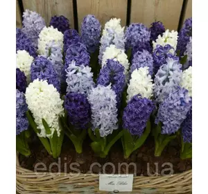 Арт-набір Океан, 3 цибулини гіацинтів Арт-набір Океан, 3 цибулини гіацинтів