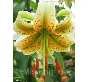 Лілія звисаюча Lady Alice (Леді Еліс) 1 цибулина 14/16 Лілія звисаюча Lady Alice (Леді Еліс) 1 цибулина 14/16