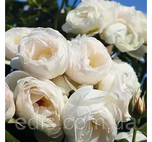 Троянда в'юнка Мон Блан (Mont Blanc) Троянда в'юнка Мон Блан (Mont Blanc)