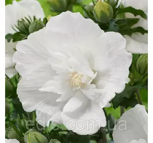 Гібіскус сирійський (деревовидний) махровий White Chіffon (Вайт Шифон) контейнер 1 л Гібіскус сирійський (деревовидний) махровий White Chіffon (Вайт Шифон) контейнер 1 л