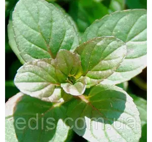 Мята Апельсиновая, саженец Р9 Мята Апельсиновая, саженец Р9