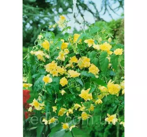 Бегонія бульбова Ампельна каскад Жовта, 1 бульба Бегонія бульбова Ампельна каскад Жовта, 1 бульба