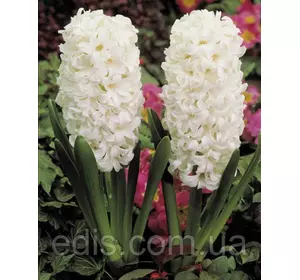 Гіацинт Antarctica (Антарктика) 1 цибулина (калібр 14/15 - великий) Гіацинт Antarctica (Антарктика) 1 цибулина (калібр 14/15 - великий)