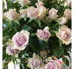 Троянда спрей Сільвер Шэдоу (Silver Shadow) Троянда спрей Сільвер Шэдоу (Silver Shadow)